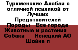 Туркменские Алабаи с отличной психикой от Лучших Представителей Породы - Все города Животные и растения » Собаки   . Ненецкий АО,Шойна п.